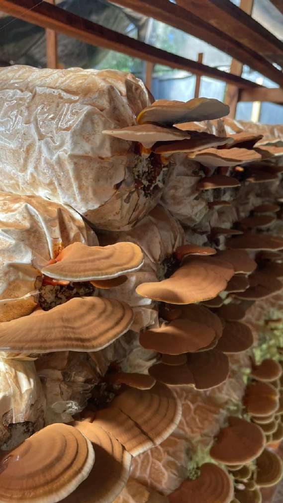 Reishi growing from cultivation bags