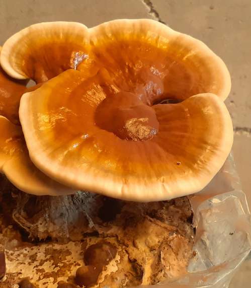 Fresh Reishi mushroom